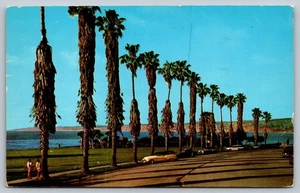 Vintage La Jolla Coast Boulevard Palm Trees California Postcard - Picture 1 of 2