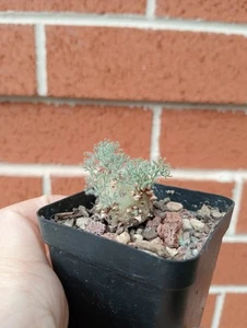 LSN. Monsonia peniculina - Picture 1 of 3