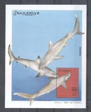 (877686) Fish, Shark, Somalia