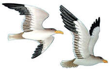 Beachcombers Flying Gull Wall Plaques