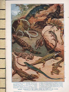 1932 PRINT ~ LIZARD ~ IGUANA FRILLED LIZARD GECKO SKINK - Picture 1 of 2