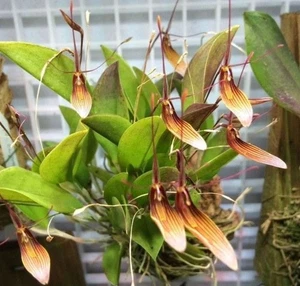 miniatura orchidea Restrepia trichoglossa - Foto 1 di 2