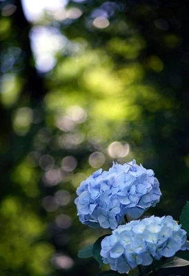 Lente teleobjetivo de montaje Raynox 135 mm f/2,8 T2 casi como nueva + adaptador Canon FD JP DDP Foto 1 de 4