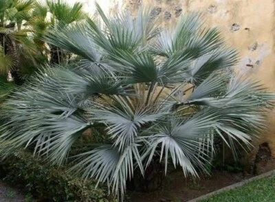 Brahea Armata Blue Hesper Palm Tree (1 Seedling)  1.5 Years  10 - 12 Inches Tall - Image 1 of 4