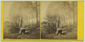 Stéréo 1860-70. Homme ramassant du bois dans une clairière. - Bild 1 von 2