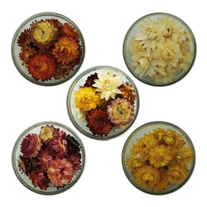 Rosie Rose "Strohblumen" 15 Stück - SALE - Picture 1 of 14