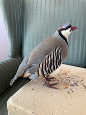 Taxidermy Red-legged Chukar Partridge Gamebird Unmounted