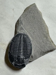 500 MILLIONEN JAHRE ALTER ELRATHIA TRILOBIT FOSSIL AUF MATRIX - Bild 1 von 3
