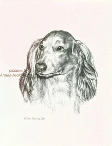 #267 LONGHAIR DACHSHUND DOXIE *  dog art print * Pen & ink drawing * Jan Jellins - Picture 1 of 1