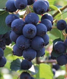 Felsenbirne Smoky 2L - Die süßeste und ertragreichste Sorte - Bild 1 von 4