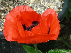 Oriental Poppy : 100+ Seeds : Papaver orientale : Oranges - Picture 1 of 9