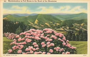 Postal rododendro en plena floración - Imagen 1 de 2