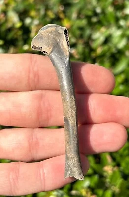 NICE Florida Fossil Bird Bone Avian 3.25”  Pleistocene Ice Age - Image 1 of 4