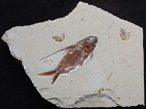 Nematonotus 116 - Excellent Preservation & Color - 100% Natural Fossils Lebanon - Picture 1 of 5
