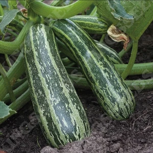 Marrow Saint Easter Seeds Zucchini Courgette Seed Garden Vegetable Marrow Seeds - Picture 1 of 1