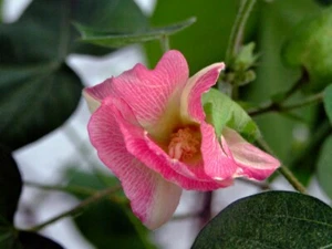Gossypium arboreum RED FLOWERED TREE COTTON SEEDS! - Picture 1 of 2