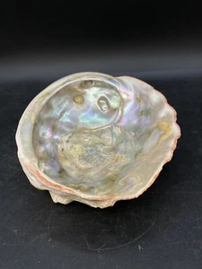 Abalone Shell 7” X 5.5” Haliotis Rufescens Vintage Trophy - Picture 1 of 11