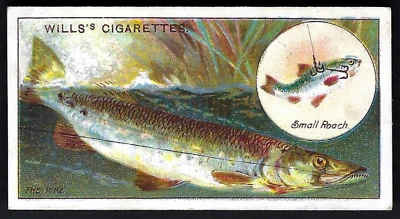 WILLS - FISH & BAIT - #1 THE PIKE - Image 1 of 2