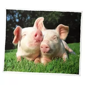 60"x80" Sherpa Blanket Cute Piggy Throw Blanket Super Soft 60” x 80” Pink Pigs - Picture 1 of 8