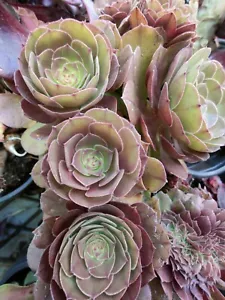 Terciopelo Aeonium, uno de 9 cm * Corte - Imagen 1 de 2