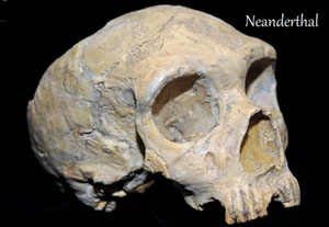 NEANDERTHAL - REFRIGERATOR PHOTO MAGNET - Picture 1 of 3