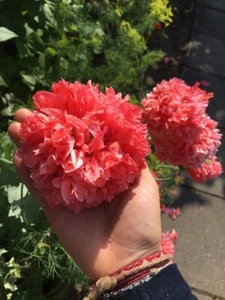 Rosa Mohn Samen 🌸, 100+ Samen aus dem eigenen Garten 🌼 - Bild 1 von 21