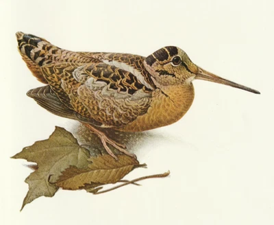 J F Lansdowne American Woodcock. Vintage Bird Art Print Book Plate 23. - Image 1 of 2