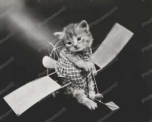 Cat Ready For Flight Classic 8 by 10 Reprint Photograph - Imagen 1 de 1