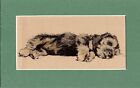 Cecil Aldin ~ Terrier ~ Colour Print Genuine Vintage 1935