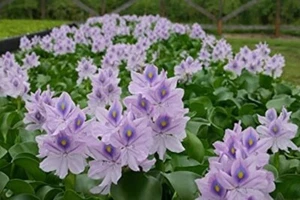 12 Live PURPLE Water Hyacinth Pond Plant Floating NO INSECTS/PARASITES FAST SHIP - Picture 1 of 4