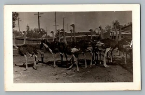Group Of Ostriches Real Photo Postcard RPPC 1924-49 - Picture 1 of 2