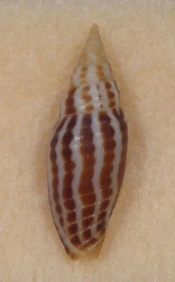 Mitra Z. Fulgetrum 19 mm Lami, Fiji arena dragada a mano plana Foto 1 de 4