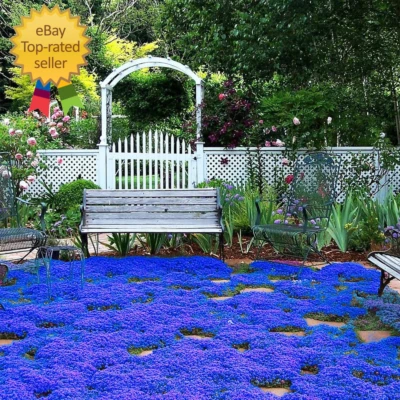 20000+ Magic Blue Creeping Thyme Seeds for Planting Ground Cover Plants - Image 1 of 4