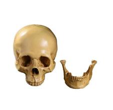 Menschlicher Schädel Totenschädel Anatomie Modell 19*16.5*11.5cm