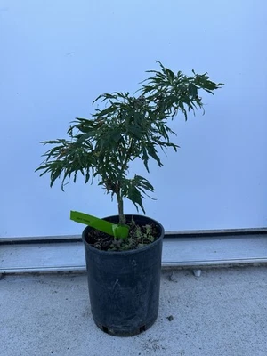 1g Acer palmatum Catalina Yatsubusa Mikawa Dwarf Japanese maple - Image 1 of 3