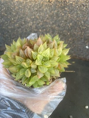 Beautiful Haworthia Turgida Cluster Succulent Free Shipping - Image 1 of 4