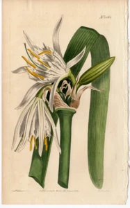 Curtis 1813 Antiker Botanischer Garten Blumendruck: Weißes Basilikum Pankratium #1561 - Bild 1 von 2