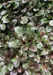 (25+) Shade Loving Chocolate Chip Ajuga Perennial Groundcover Plants, Zones 4-9. - Picture 1 of 10