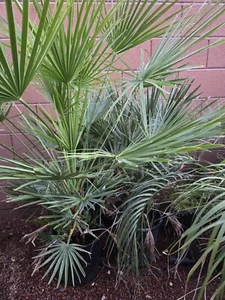 Mediterranean Fan / European Palm Tree, Chamaerops Humilis, 10+ Years Old, 45" - Picture 1 of 6
