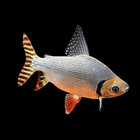 Flag Tailed Barb Prochilodus Insignis 5cm