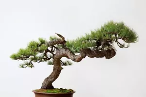 10 Ponderosa Pine BONSAI SEEDS (Pinus ponderosa) Conifer Tree Seeds - Picture 1 of 3