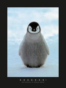 B-R-R-R-R-R-R! Kunstdruck von Konrad Wothe 18 x 24" Papierformat neu ungerahmt - Bild 1 von 1