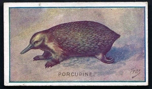 SNIDERS & ABRAHAMS - ANIMALS & BIRDS - PORCUPINE - Picture 1 of 2