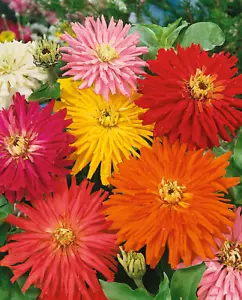 200+ CACTUS FLOWERED ZINNIA MIX -- HEAT DROUGHT TOLERANT ------ FRESH - Picture 1 of 2