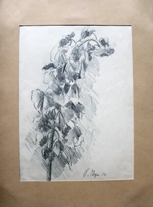 Unbekannter Künstler - Blume (1954). Zeichnung auf Papier, handsigniert. - Picture 1 of 5