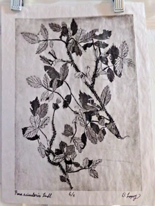 Rosa Acicularis Lindl. Tiefdruck mit Aquatinta - Bild 1 von 3