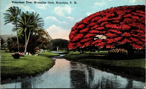 Cartolina d'epoca 1910s Poinciana Tree Moanalua Park Hawaii HI TH Island Curio Co - Foto 1 di 2