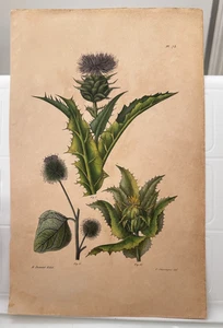 Cardo de leche original de principios del siglo XIX. Dumont Severeyns litografía coloreada a mano - Imagen 1 de 5