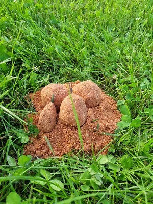 Angeln, Karpfen Futter Erdbeere 10 kg - Bild 1 von 3