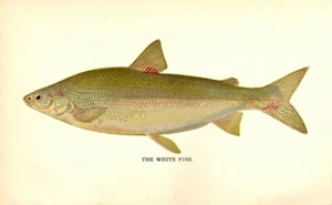 1895 Vintage Denton Fish Print ~ The White Fish - Picture 1 of 1